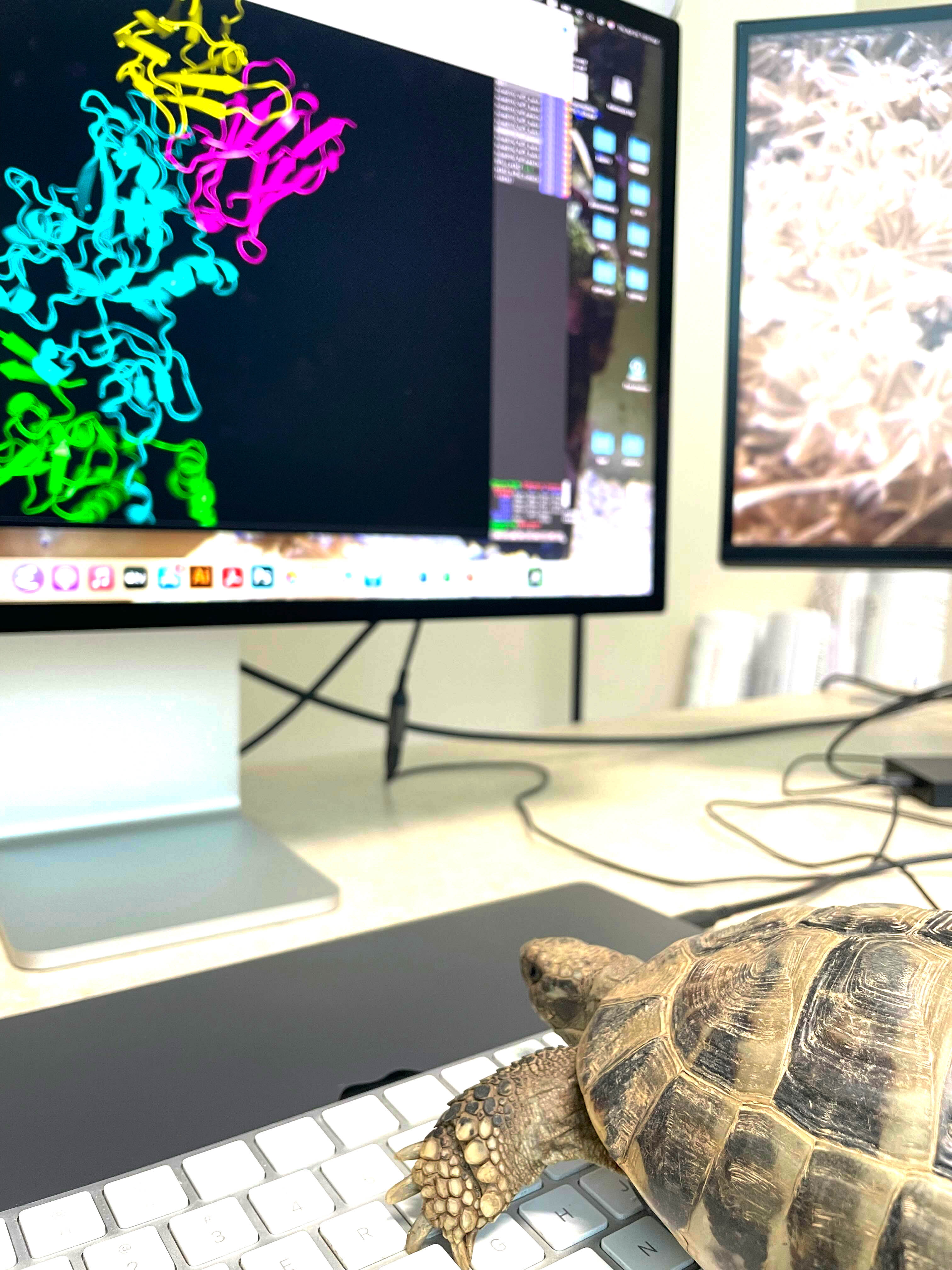 Tortoise